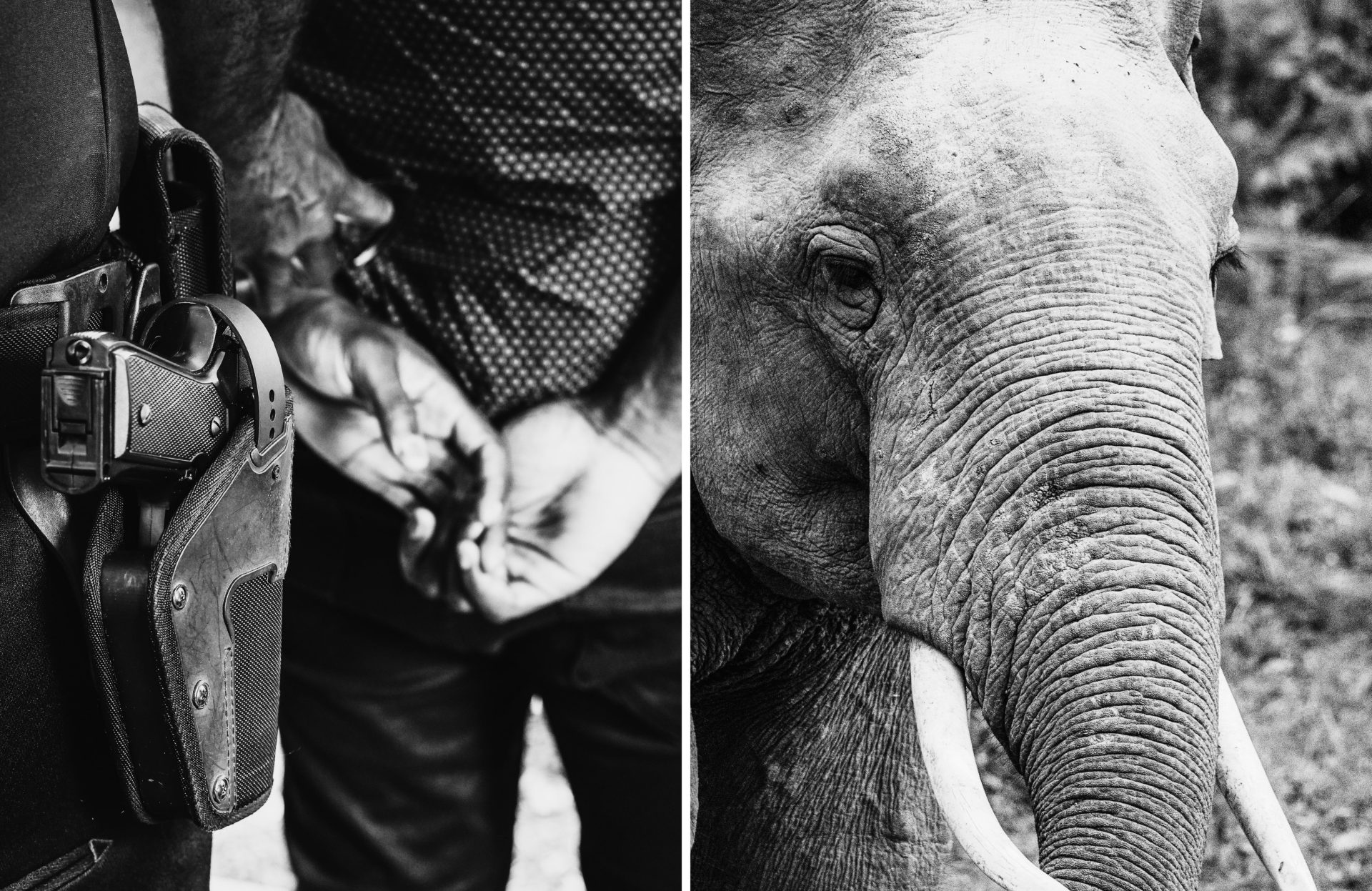 4 Wildlife Traffickers Arrested as 130kg of Ivory Seized in Major Crackdown
