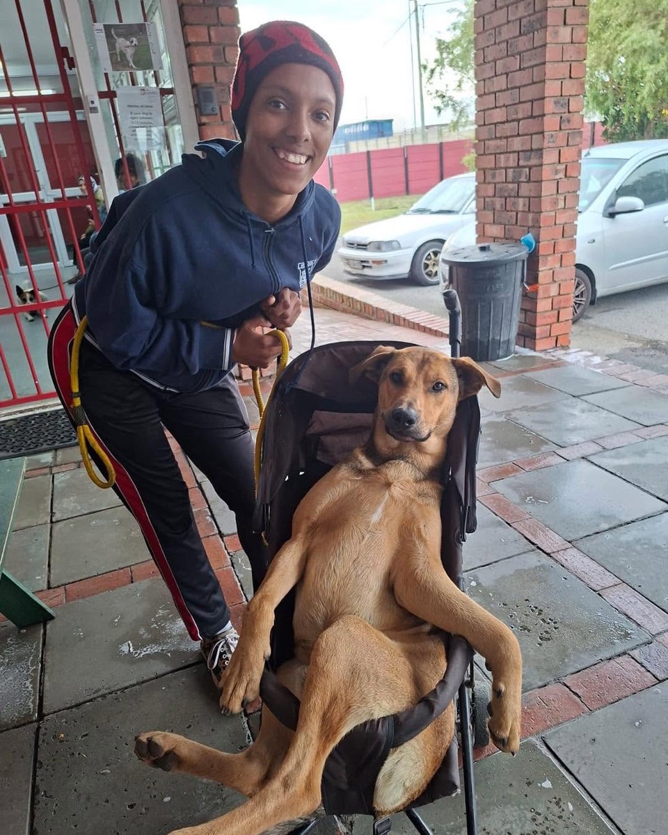 Loving Owner Wheels Injured Doggie to Hospital in a Baby Pram