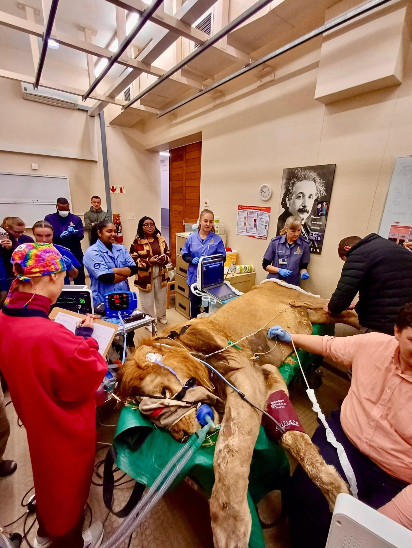 A Whole New Meaning to a CAT Scan: Lion Goes Viral at Onderstepoort Hospital