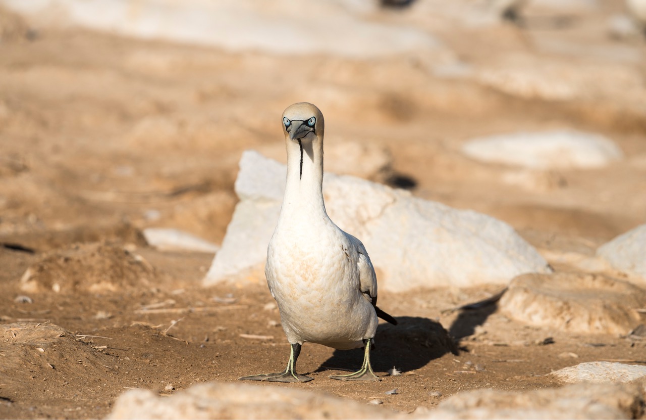 Cape gannet