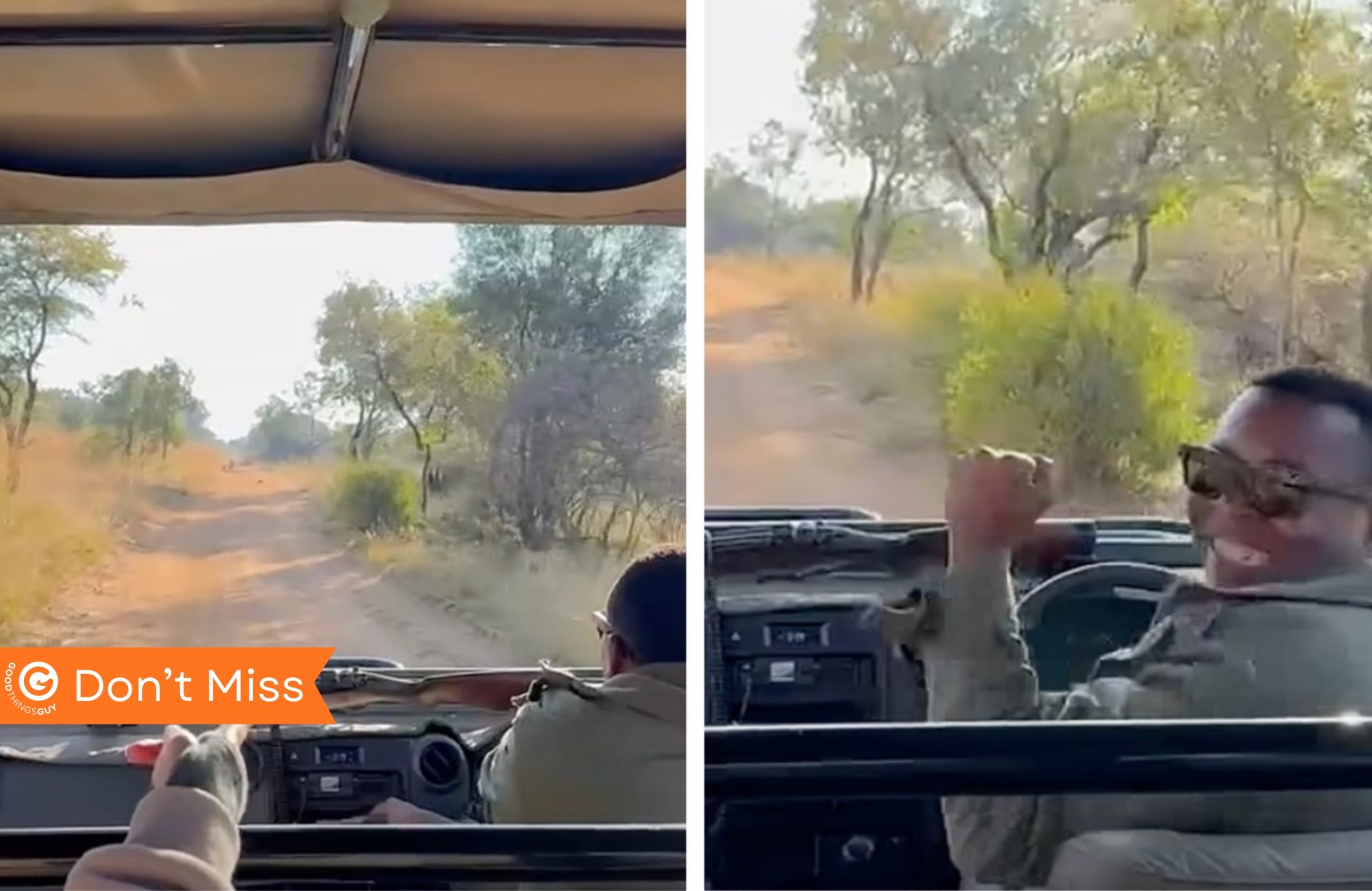 Safari