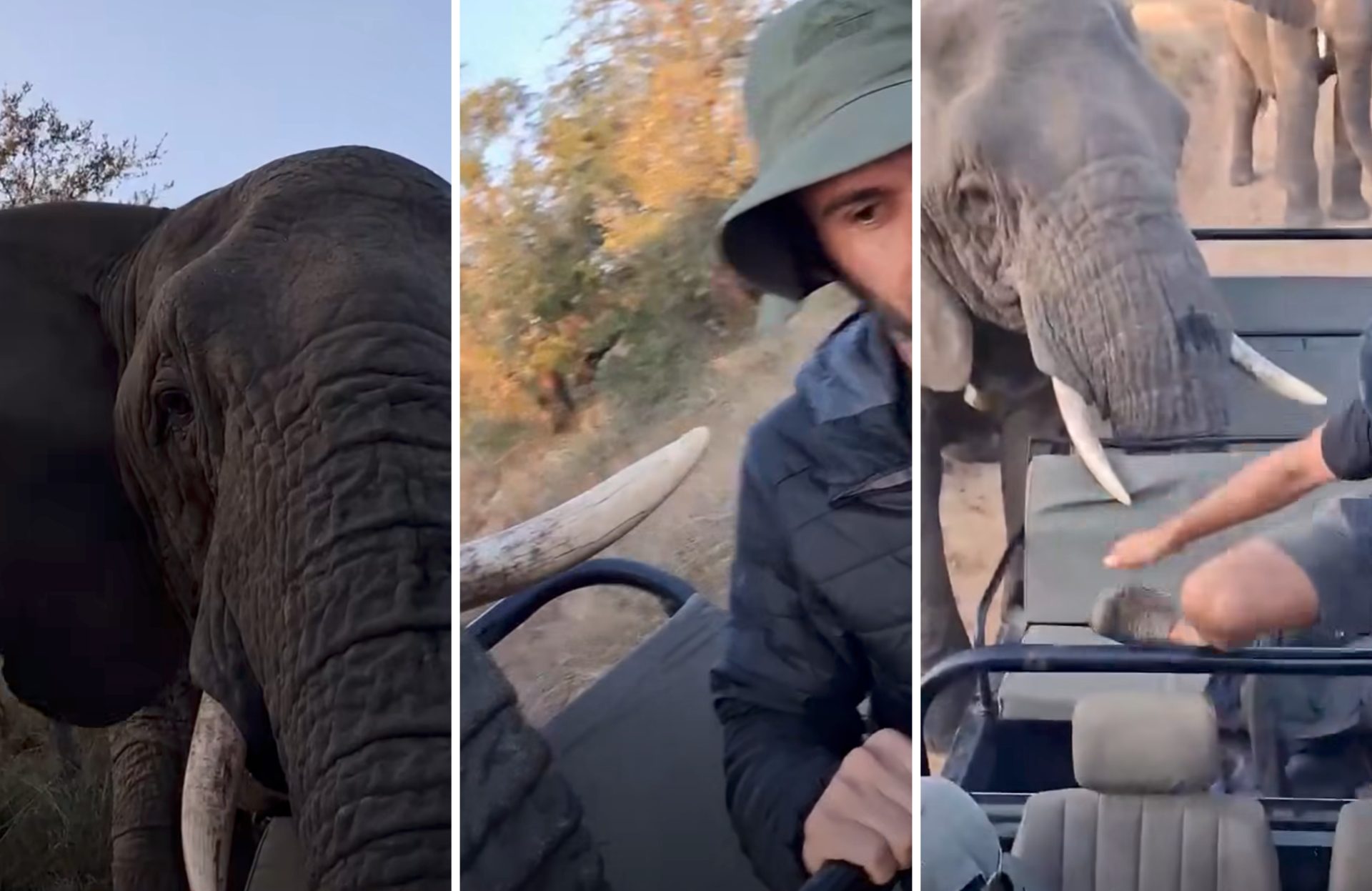 Close Encounter of the Elephant Kind Has South Africa Collecively Holding Our Breath!