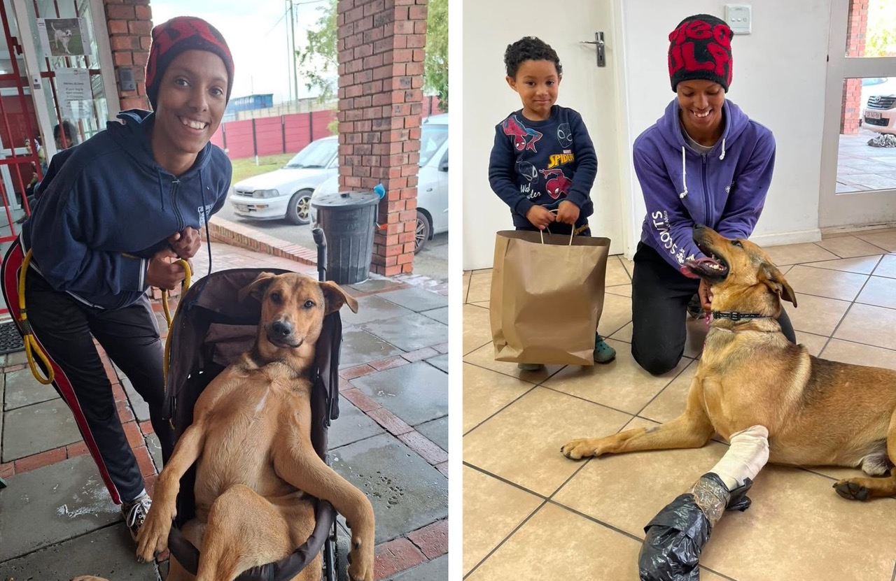 Loving Owner Wheels Injured Doggie to Hospital in a Baby Pram
