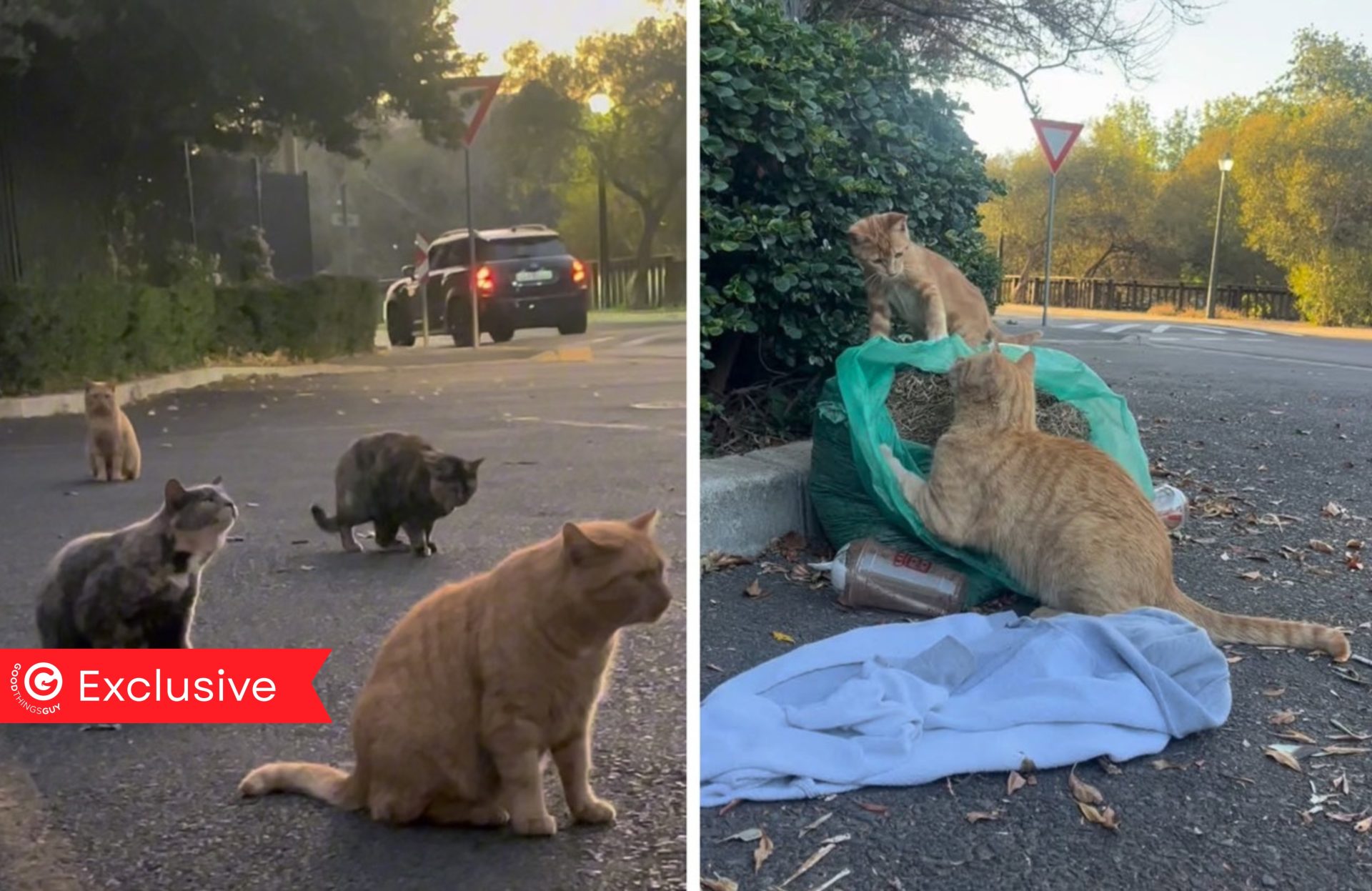 Feral Cats