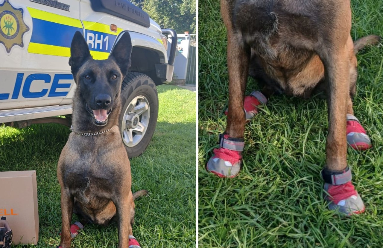 Search and Rescue k9
