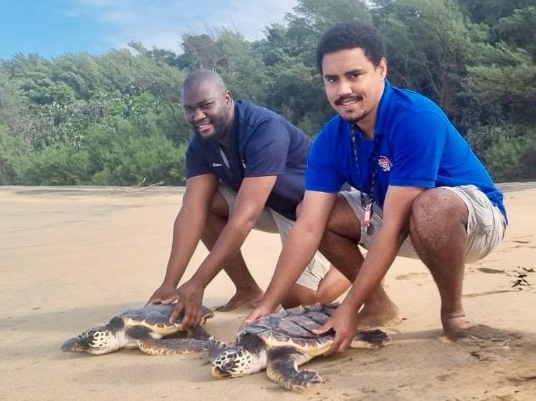 5 Rehabilitated Turtles