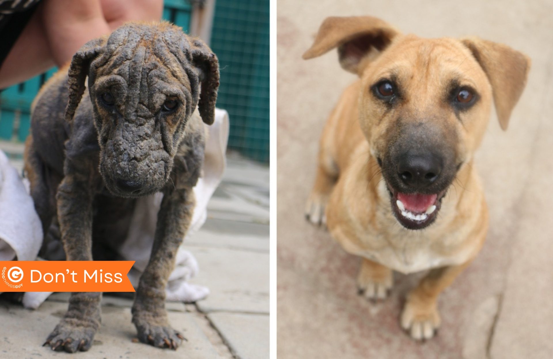 Handsome Hux Finds All the Love After Heartbreaking Neglect