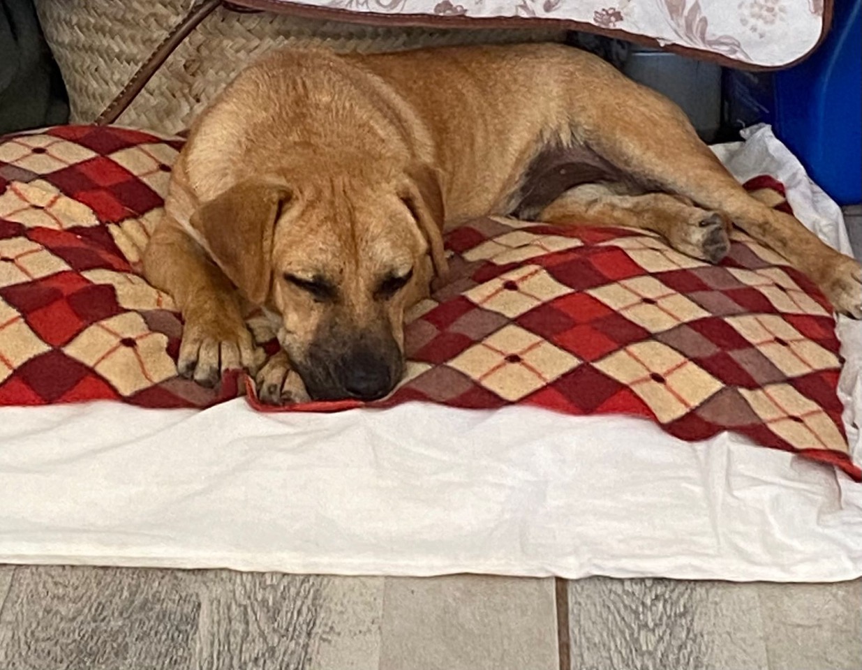 Handsome Hux Finds All the Love After Heartbreaking Neglect