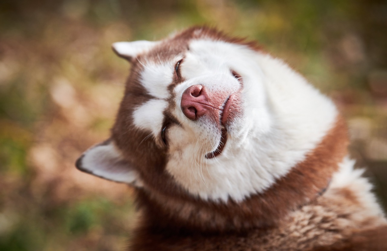 Husky Heaven Rescue