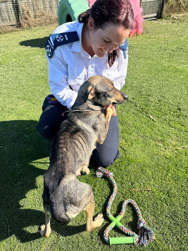 From Storm Rescues to Second Chances: Why Shelters Need Help This Winter!