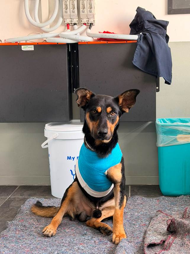 From Storm Rescues to Second Chances: Why Shelters Need Help This Winter!