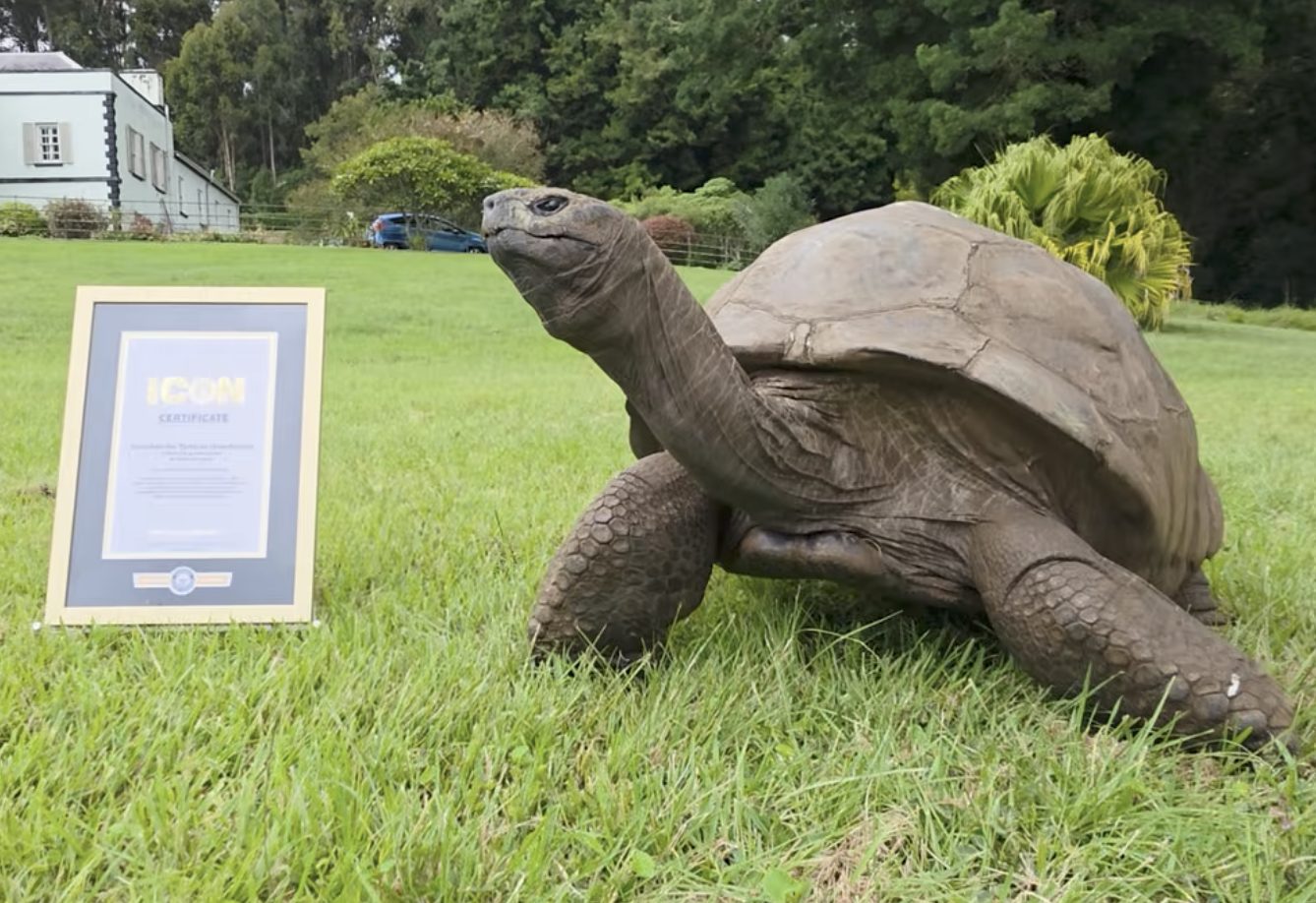 World's Oldest Tortoise Named Guinness World Records Icon at 194