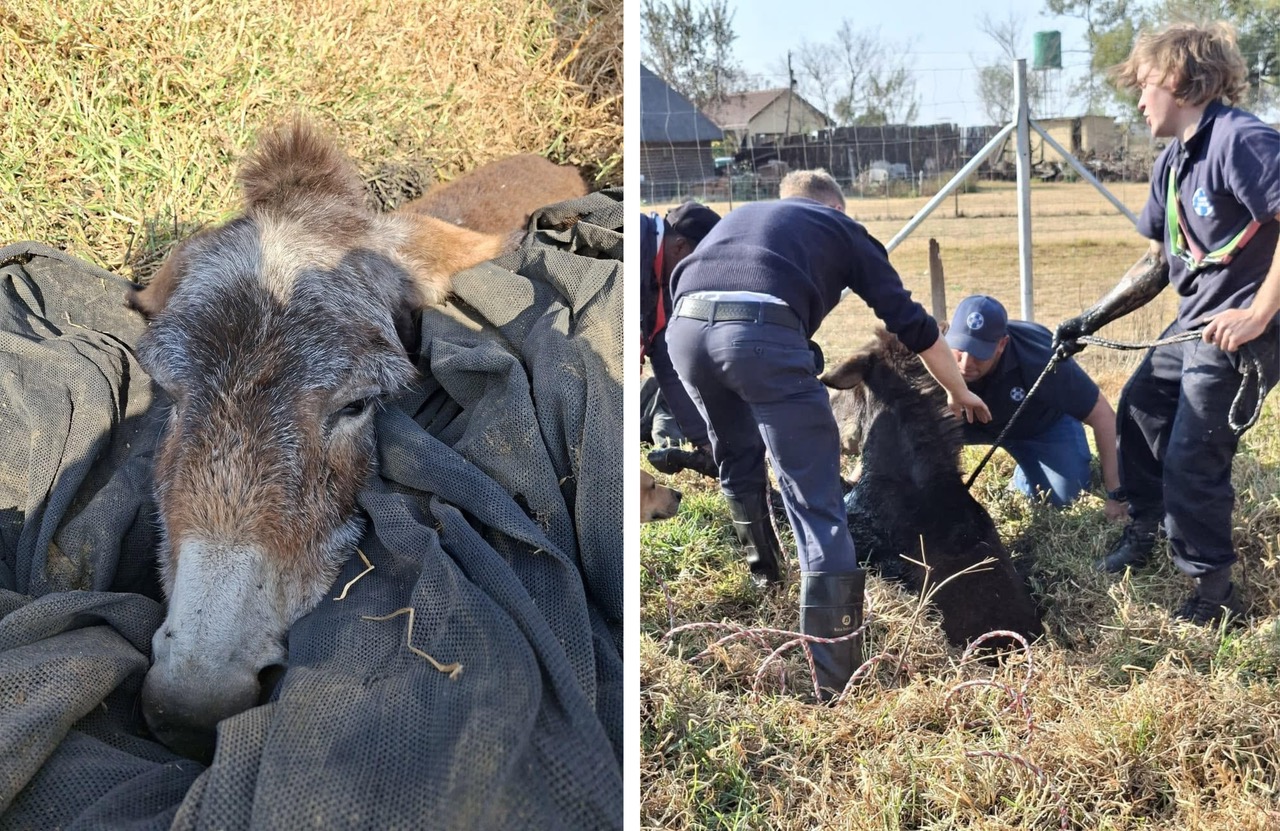 Donkey Rescued