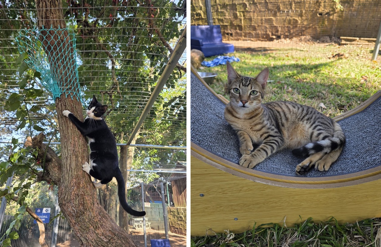 Catio