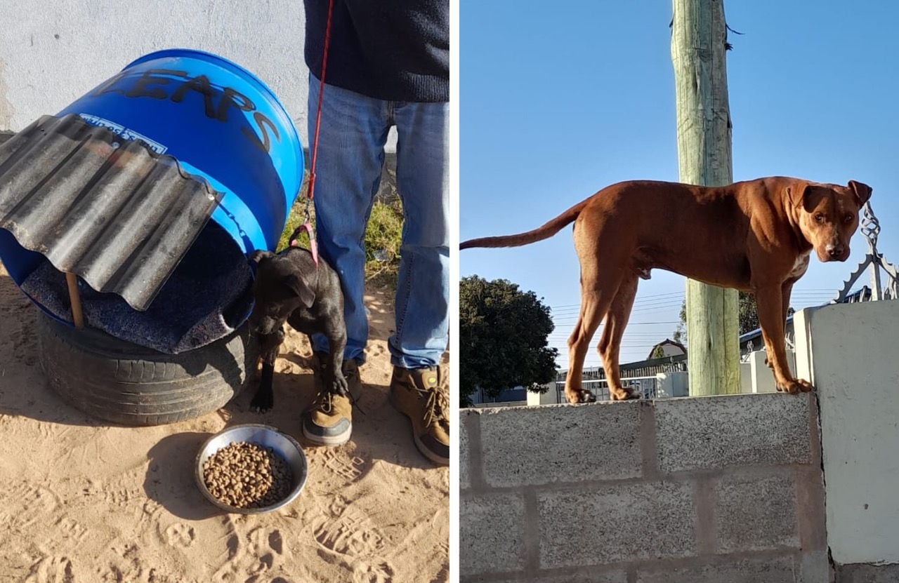 Township Dogs