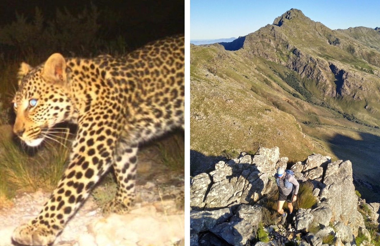 Cape Leopard
