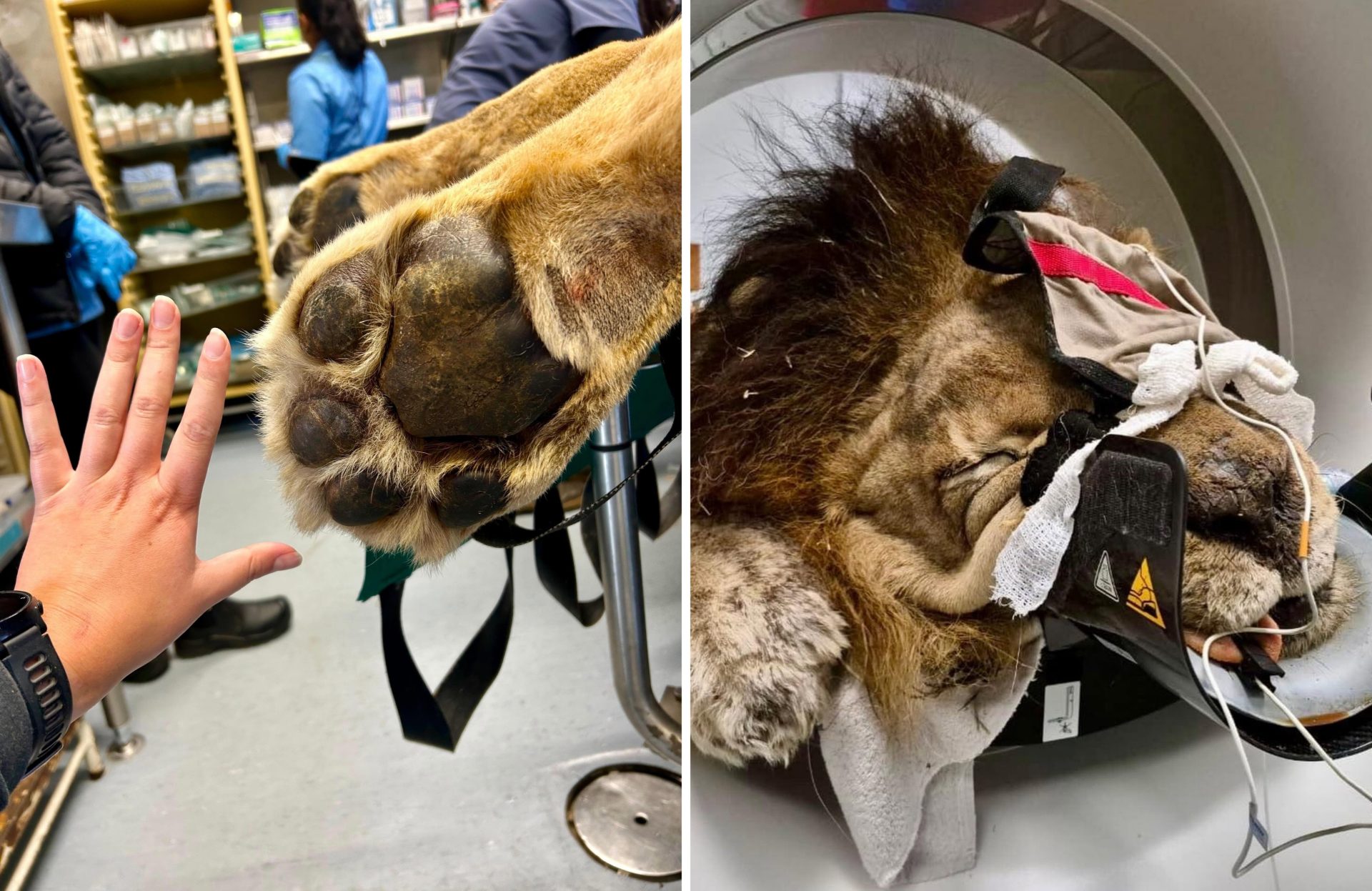 A Whole New Meaning to a CAT Scan: Lion Goes Viral at Onderstepoort Hospital
