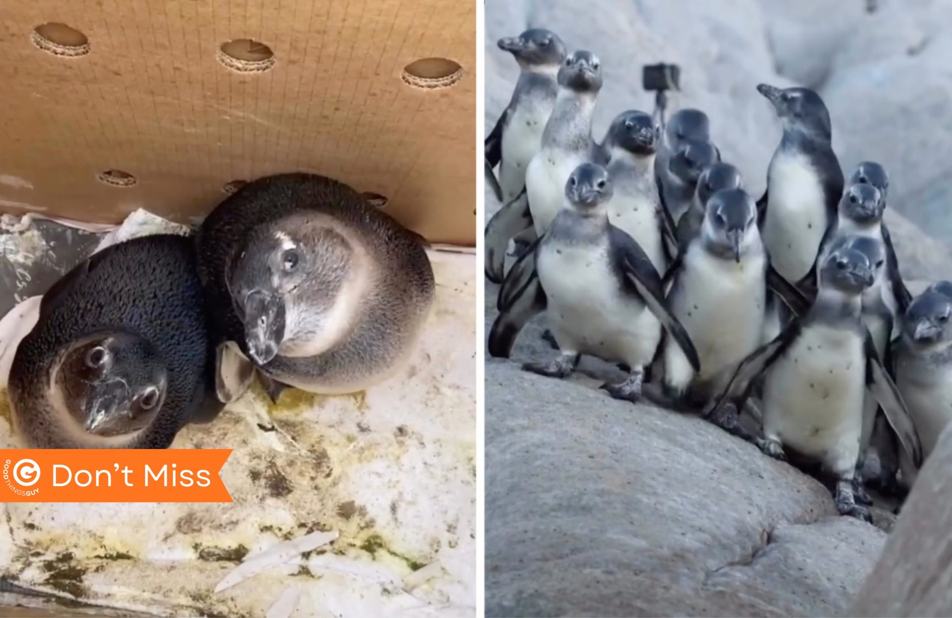 African Penguins