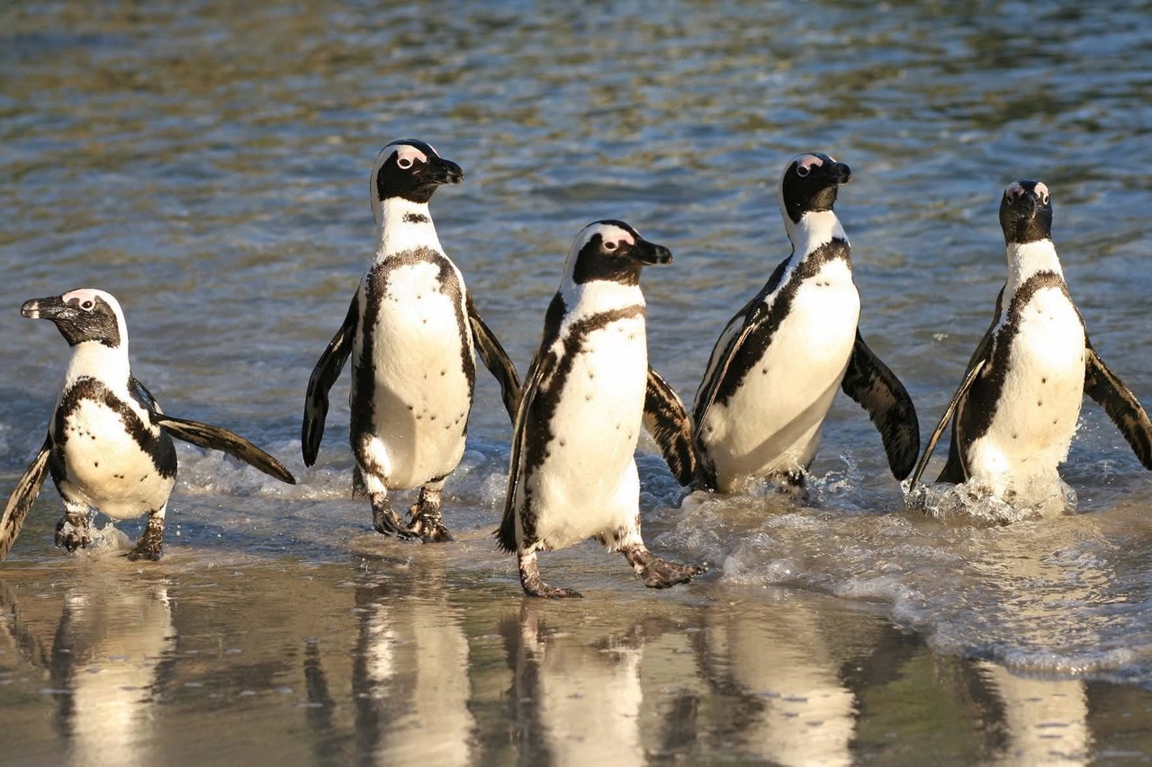 African Penguins