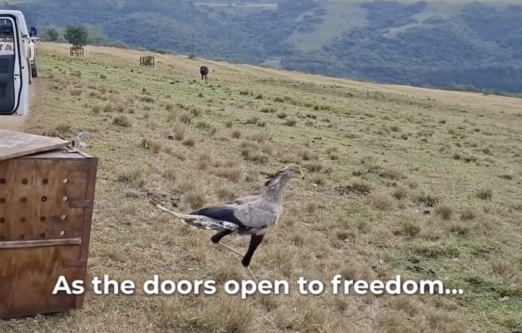 Special Moment Rehabilitated Secretary Bird Takes Flight Again