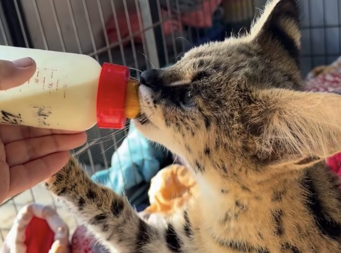 Serval