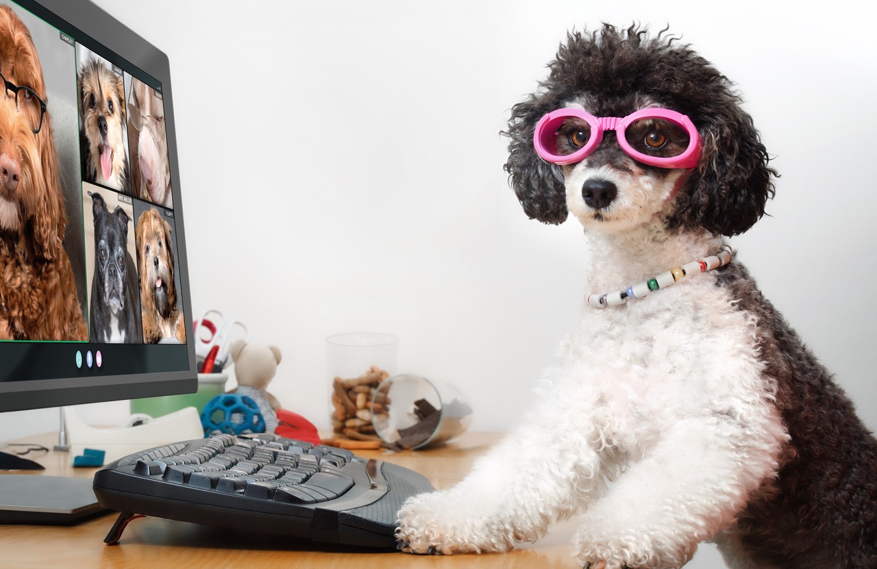 Take Your Dog to Work Day