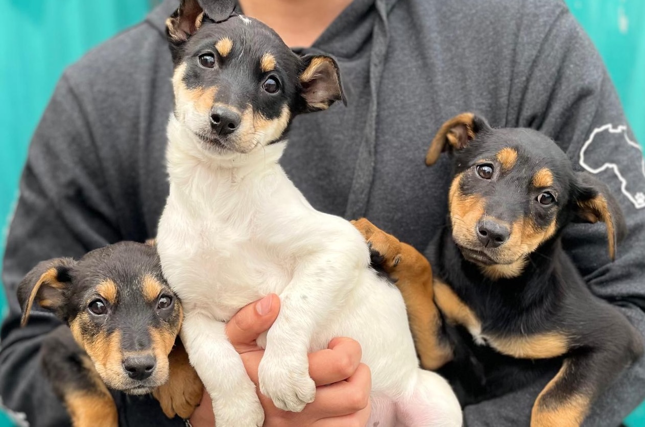 67 Minutes To Build Cleaner and Safer Spaces for Animals