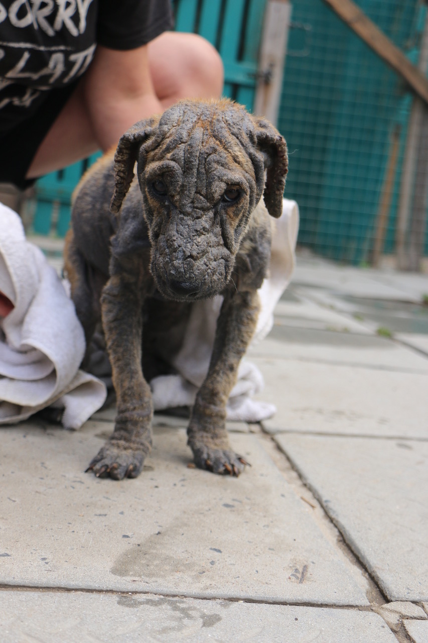 Handsome Hux Finds All the Love After Heartbreaking Neglect