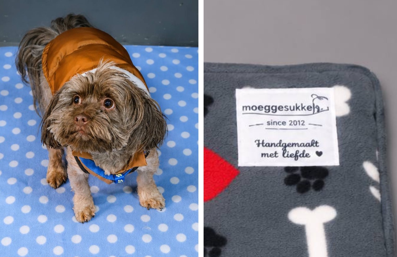 Tshwane SPCA Moeggesukkel