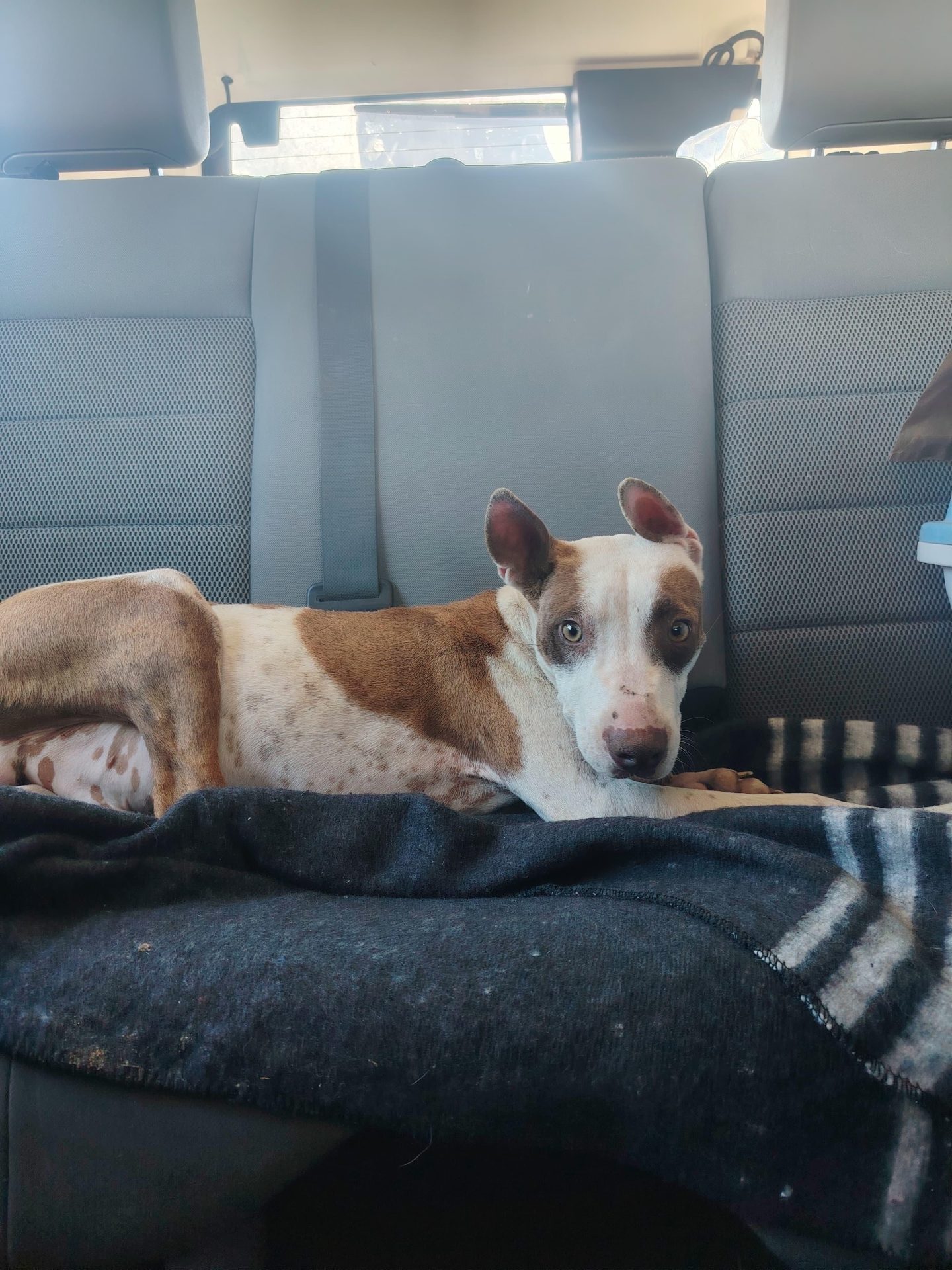 Marc Buckner Rescued Cobe... And Found a Friend for Life!