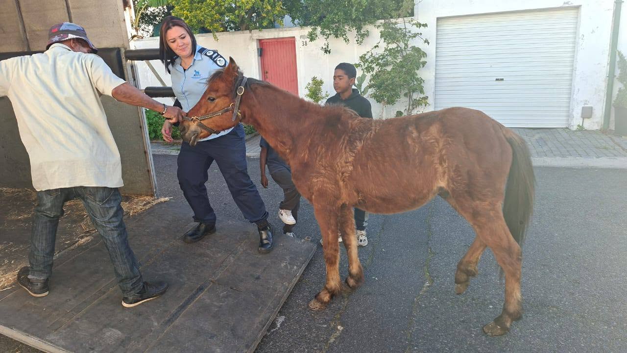Rescue Pony