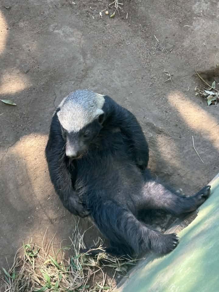 Update on Everyone's Favourite Badgers as Stoffel Approaches 30!