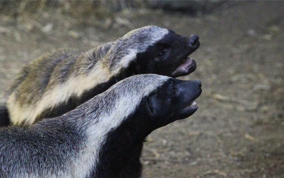Update on Everyone's Favourite Badgers as Stoffel Approaches 30!