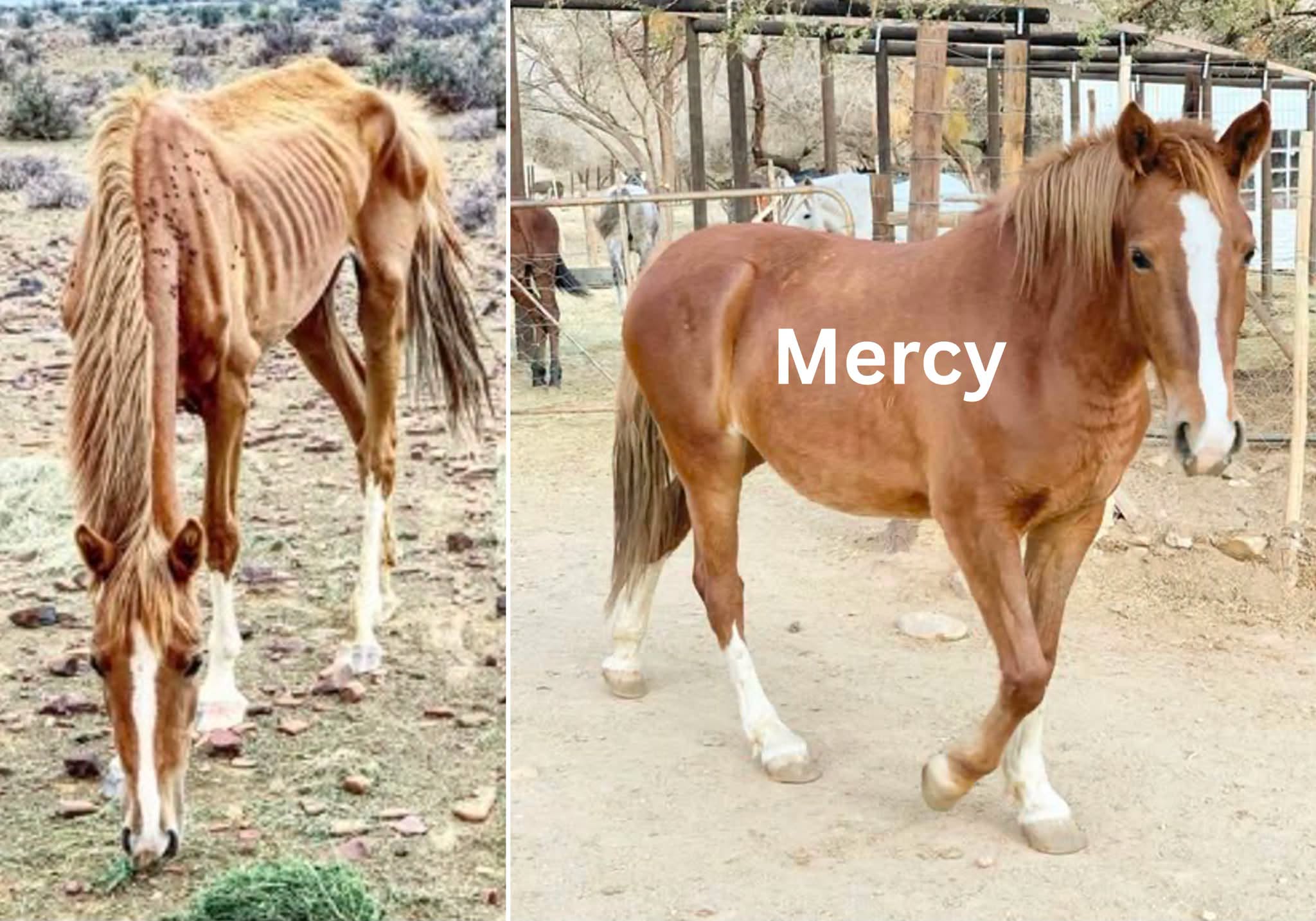 One Horse’s Rescue Sparked Hope Now Mercy’s Sanctuary Needs a Helping Hand