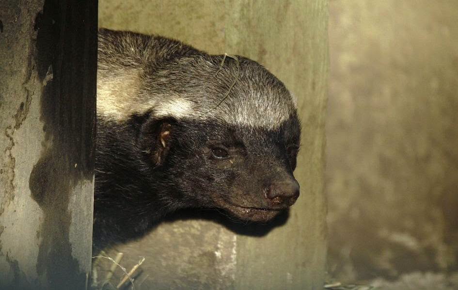 Update on Everyone's Favourite Badgers as Stoffel Approaches 30!