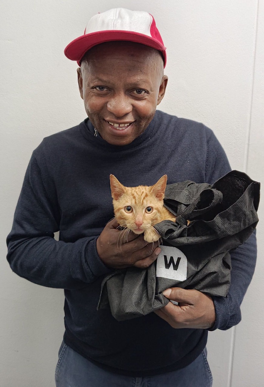 Woolies Bag Turns Cat Carrier for Mr Boqwana's Ginger Love