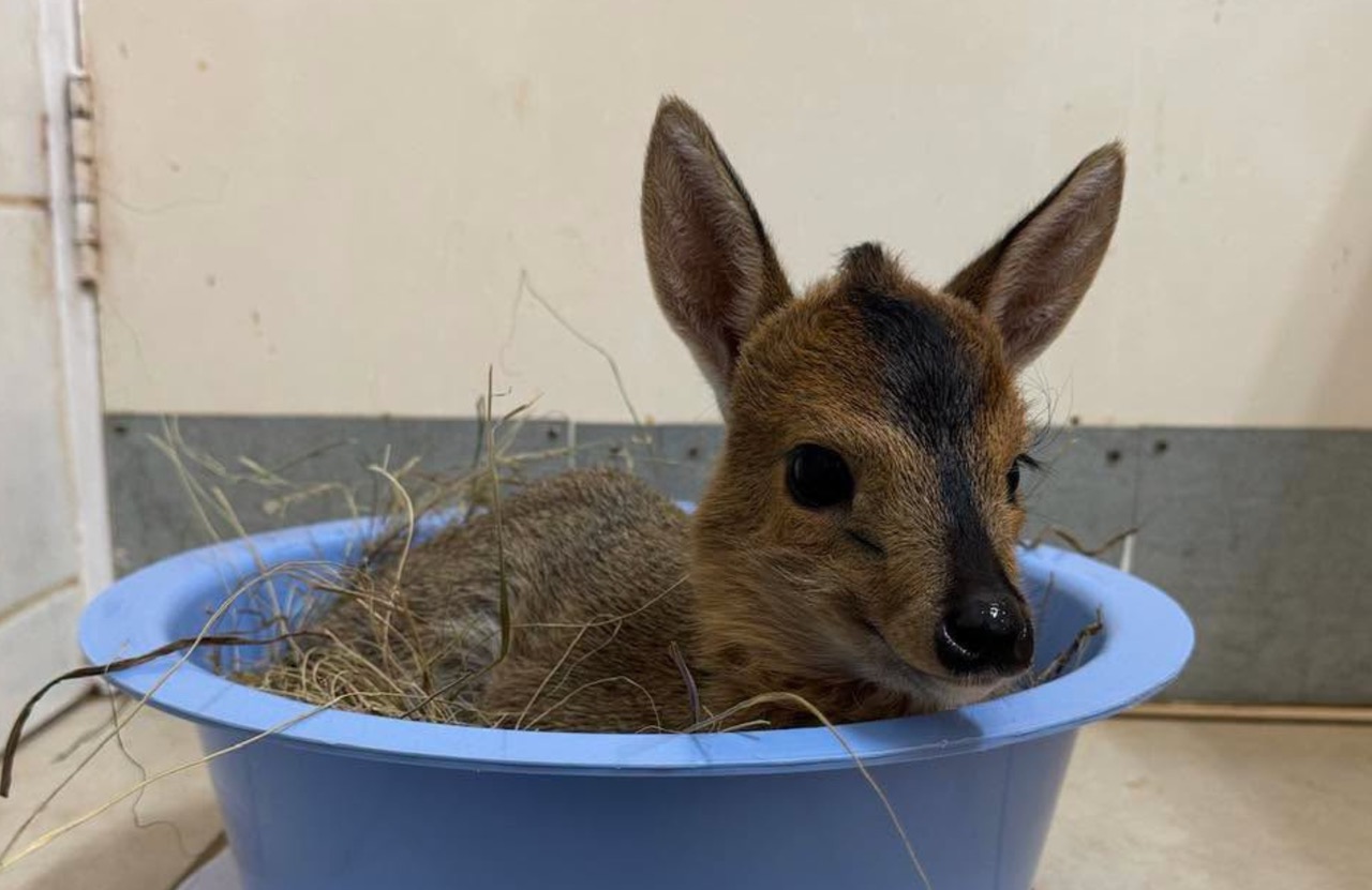 Bokkie
