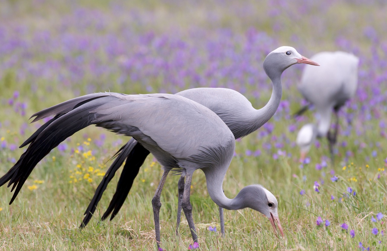 Crane