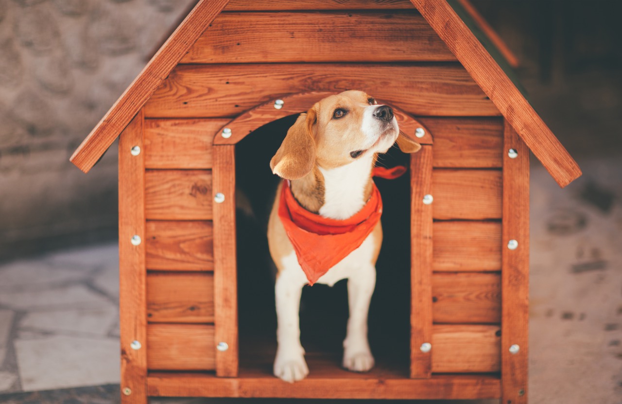 Gem Project Sanctuary Sets Goal to Build 100 Kennels for Community Dogs