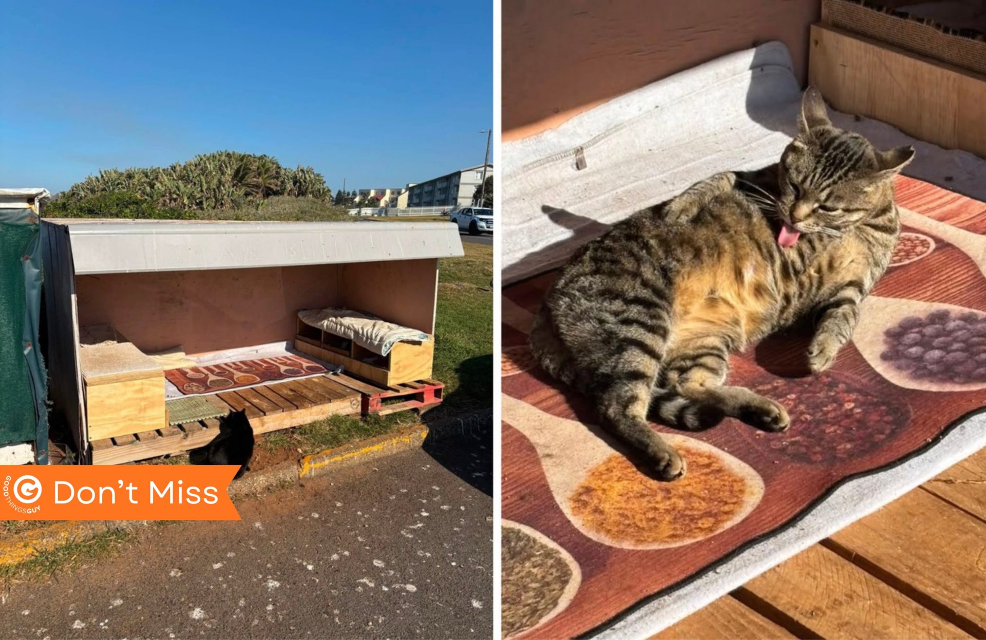Feral Cats