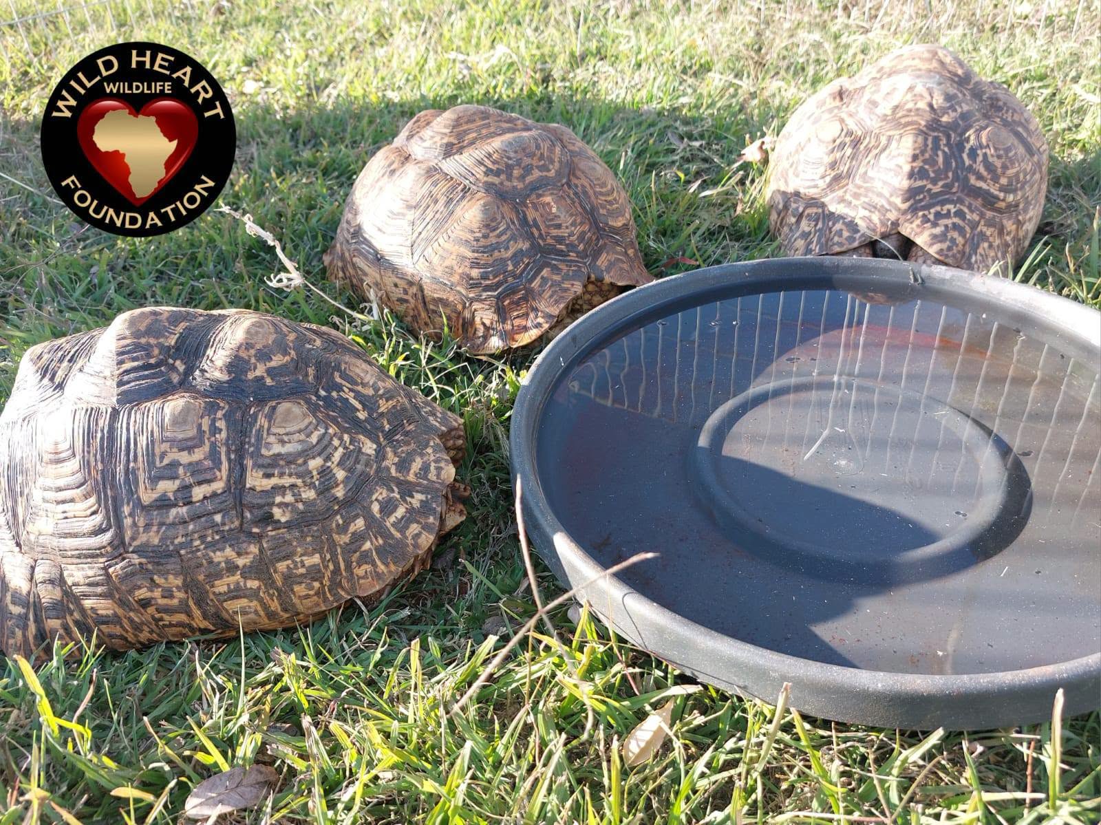 3 Leopard Tortoises