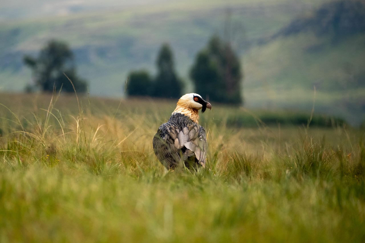 Mzimkulu Vulture Hide
