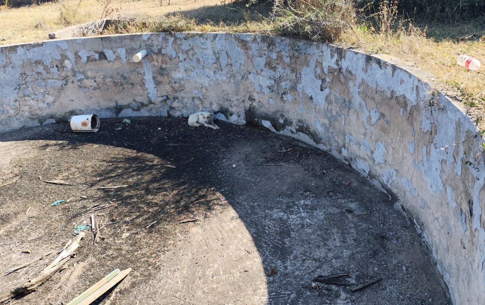 Community Unites to Comfort and Get Help for Dog Trapped in a Pool