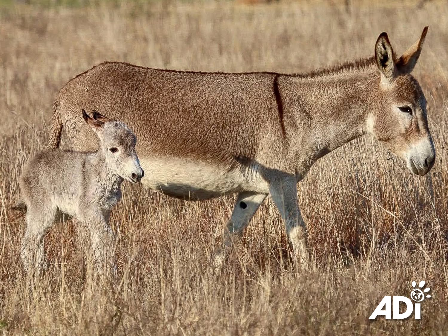 2 Rescued Donkeys Become 3