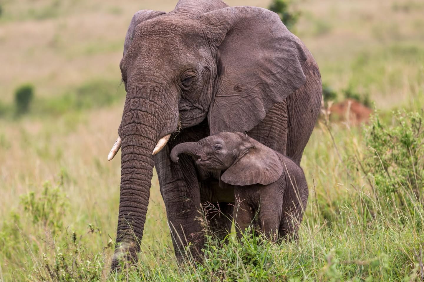 Kruger’s Elephants