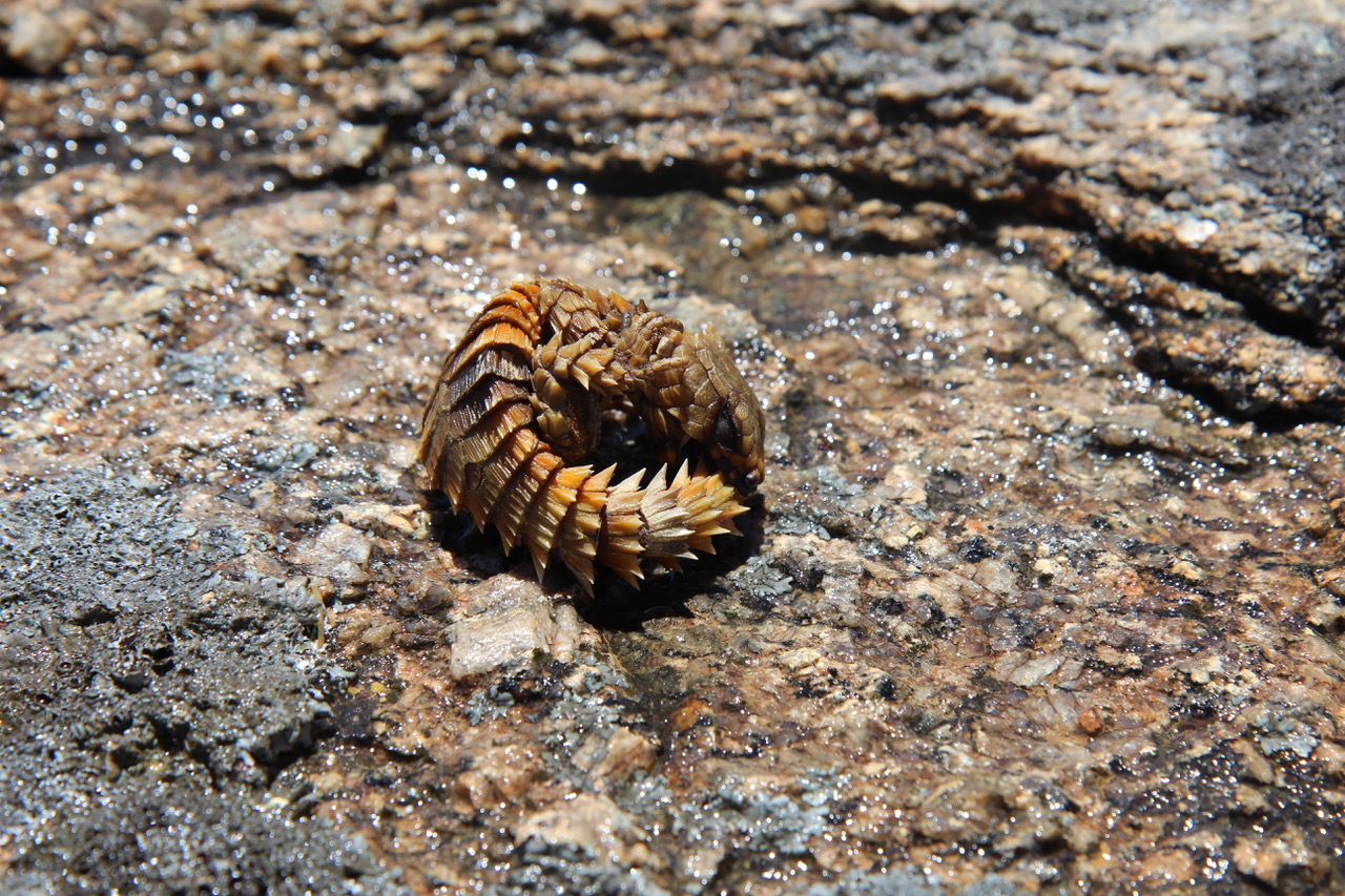 Biodiversity Crime
