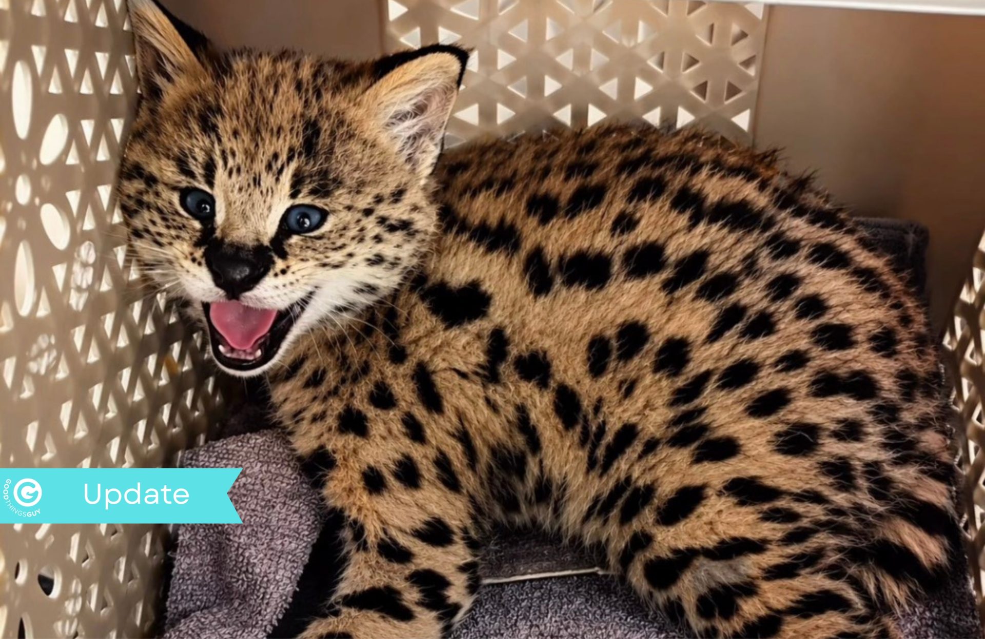 Serval Kitten