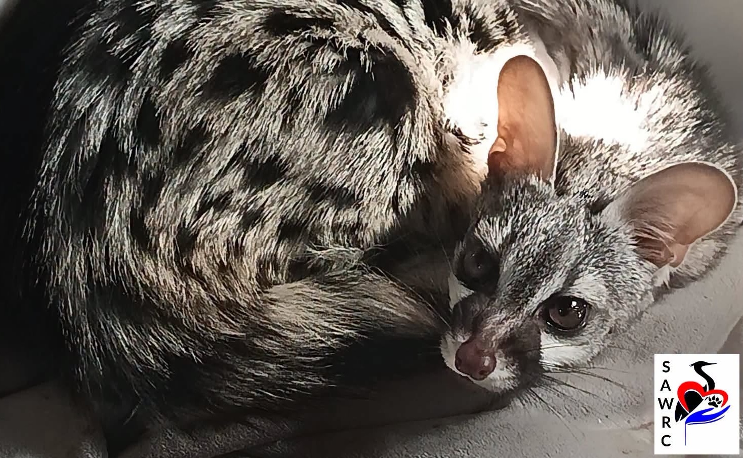 genet family