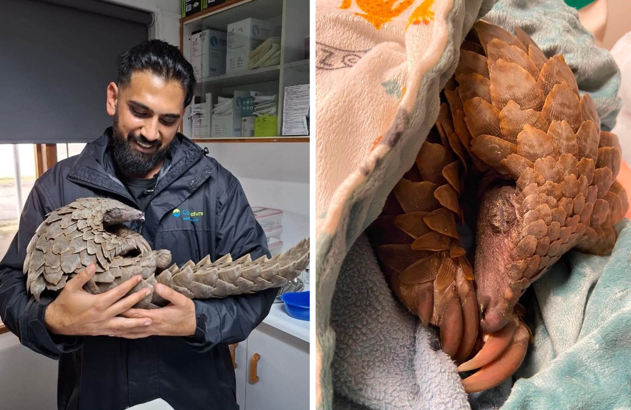Pangolin