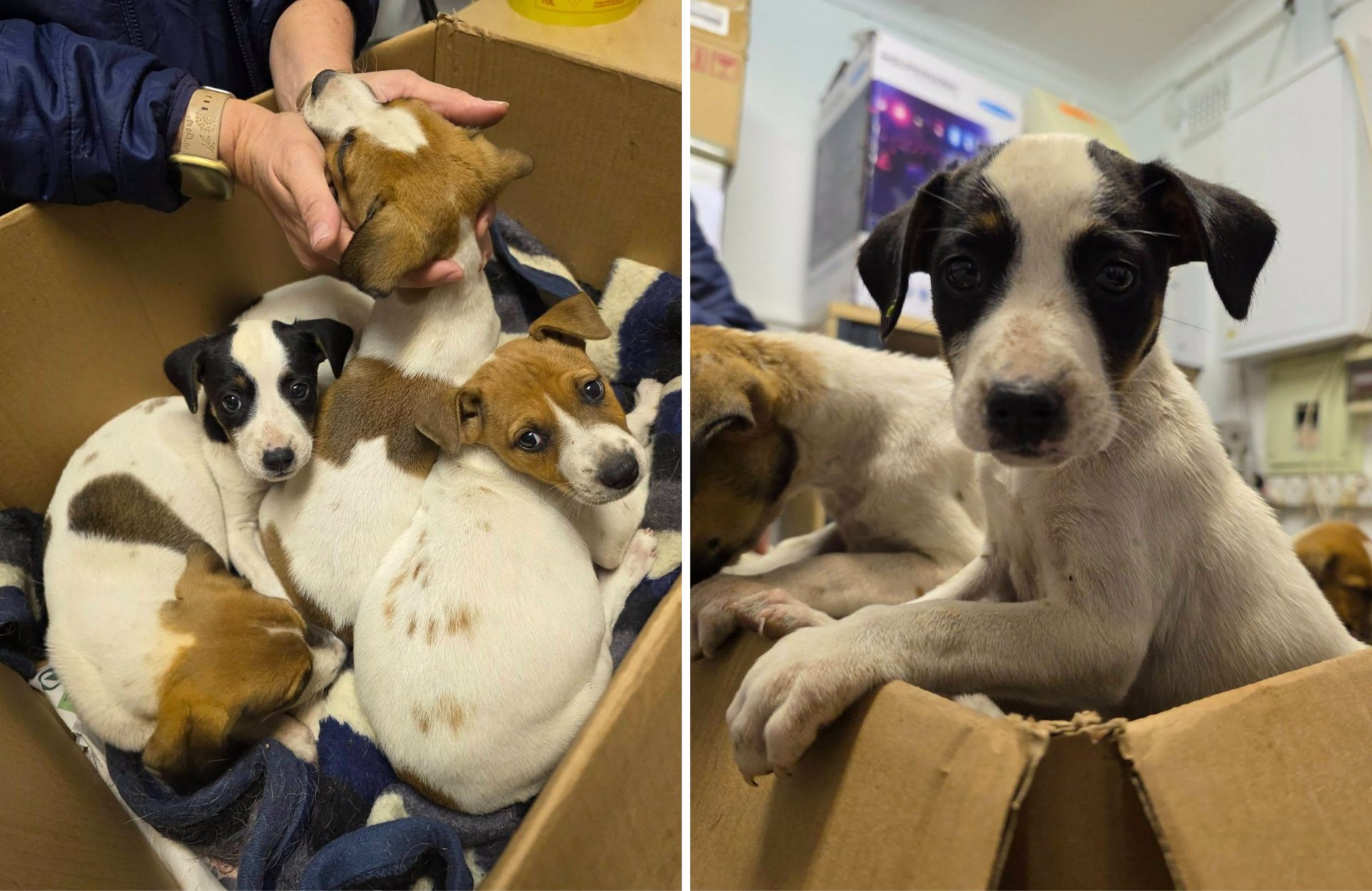 Six Abandoned Puppies
